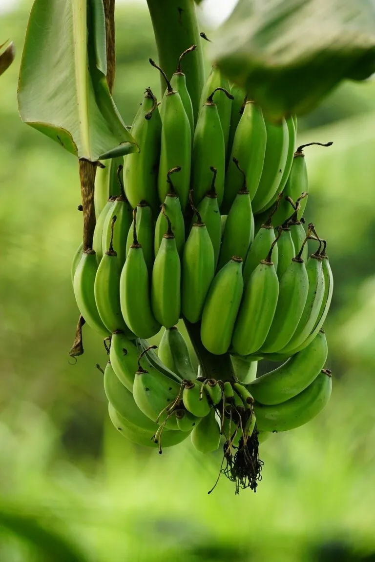 banana