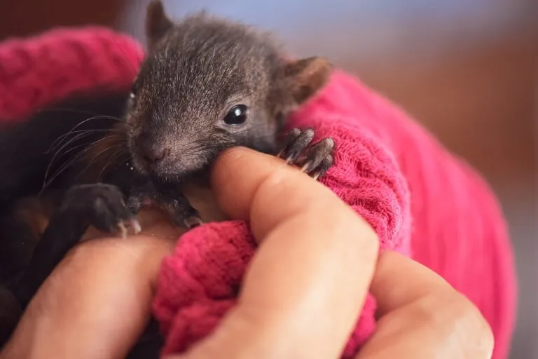 squirrel