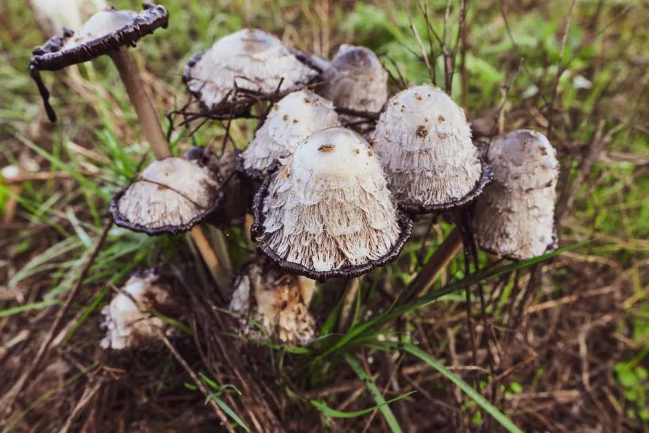葡眾衛傑膠囊能否有效改善腸胃問題？專家解析：功效、成分與注意事項！