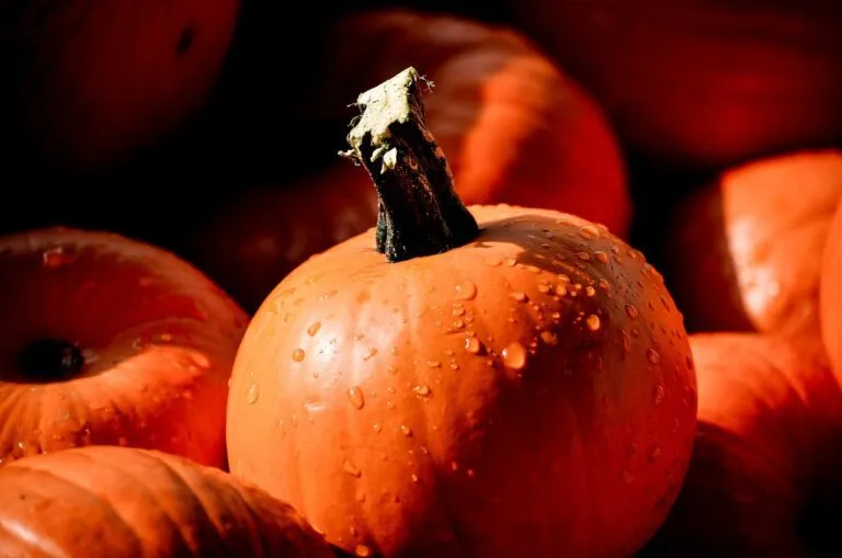pumpkin
