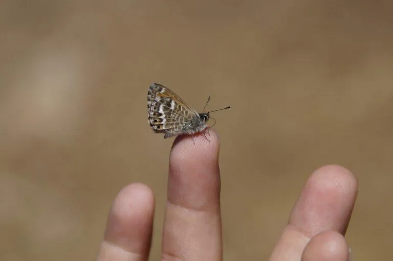 tiny
