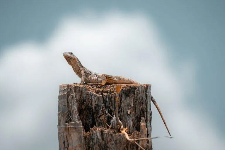 lizard