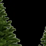 fir trees