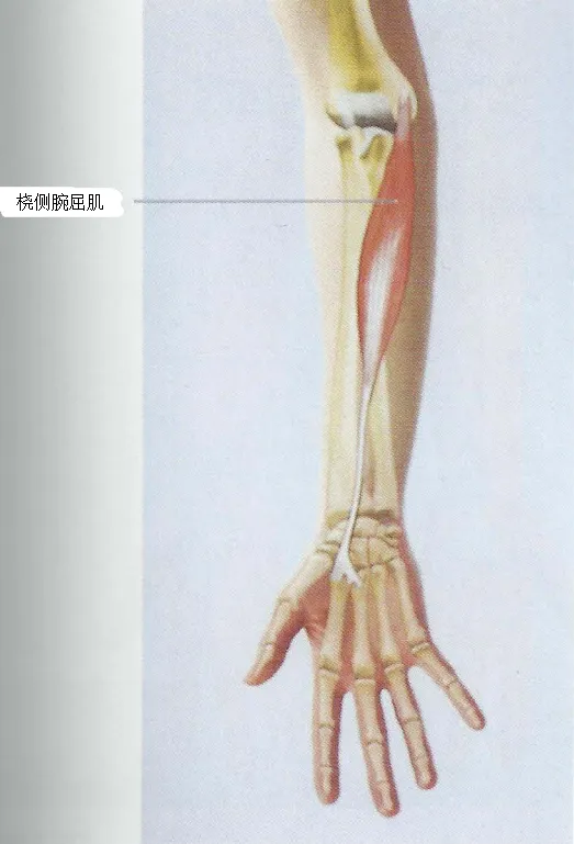 前臂肌肉啞鈴訓練推薦:高效打造強壯握力與前臂力量的完整教學
