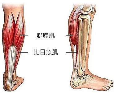 站立小腿抬高機是否適合受傷後使用?完整教學與安全注意事項