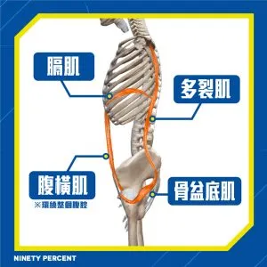 滾輪訓練對深層核心肌群的專項提升效果:高效激活腹橫肌與多裂肌的完整教學