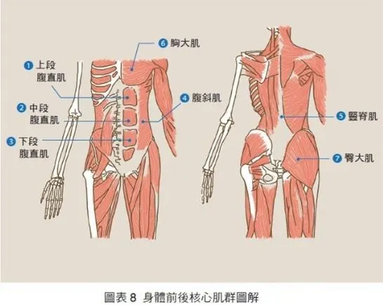 青少年運動效能提升!核心訓練四要點,穩固提升運動表現