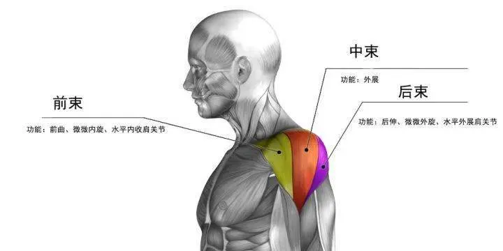 游泳提升肩部力量與柔韌性：高效訓練指南