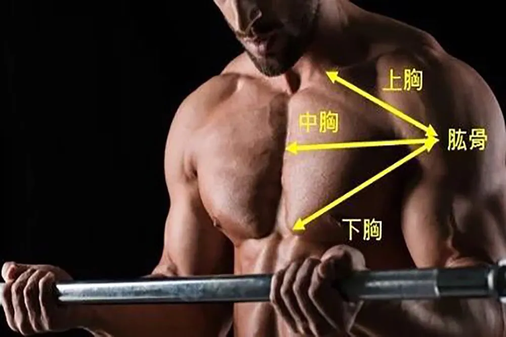 啞鈴如何有效訓練上胸肌?完整教學,打造飽滿上胸!