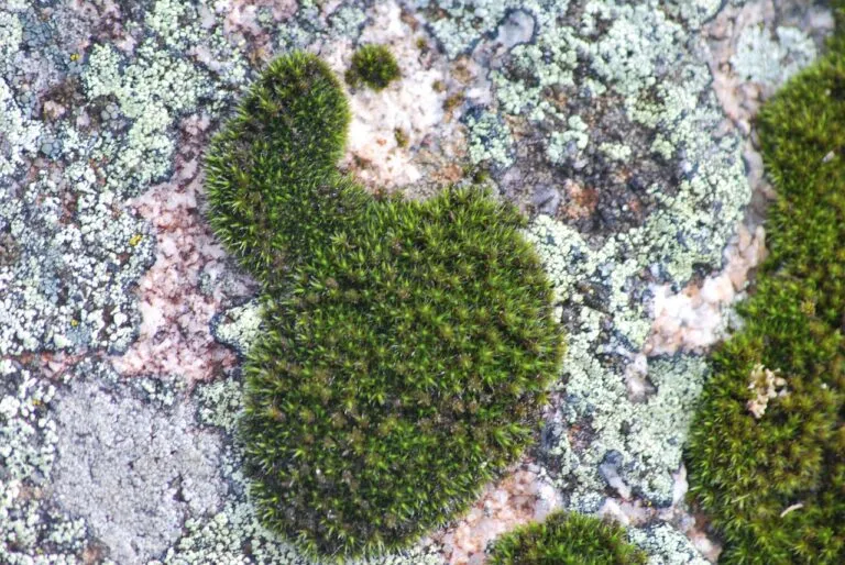 苔藓