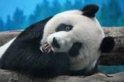 氣泡袋：易碎寶物守護者